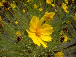 写真：オオキンケイギクの花